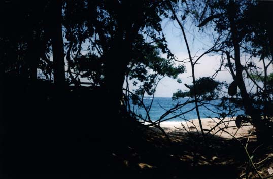 Pinède avec plage et océan.