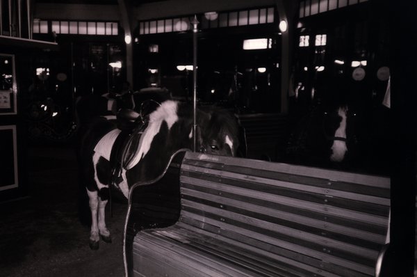 Banc en bois et poneys noirs pommelés blanc. Noir et blanc.