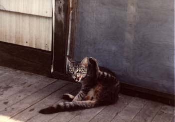 Chat tigré assis au sol, gueule ouverte, avec une patte en l’air.