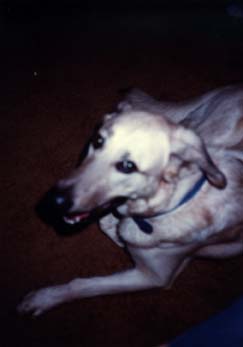 Chien blanc avec collier.