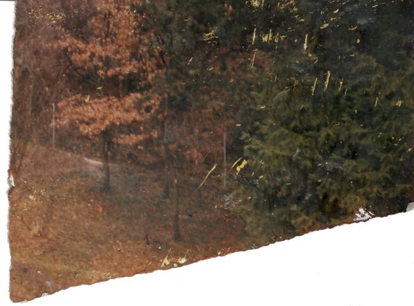 Bois avec arbres aux feuilles roussies. Fragment déchiré.