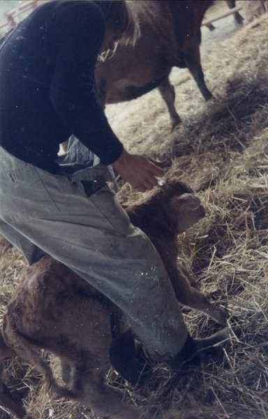 Homme qui bloque un veau entre ses jambes.