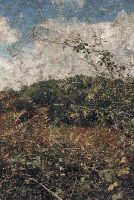 Végétations sous un ciel nuageux. Image abîmée.