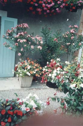 Grands pots avec lauriers roses et pots de pétunia lierre suspendus devant un volet dans une cour.