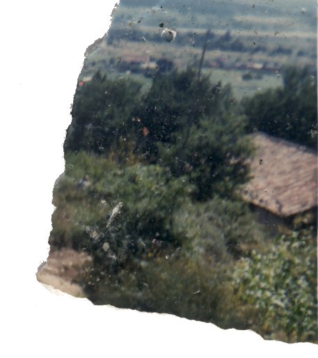 Végétations. Fragment.