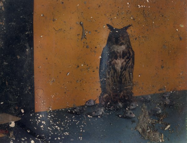 Hibou empaillé sur une étagère.ᴬᴵ