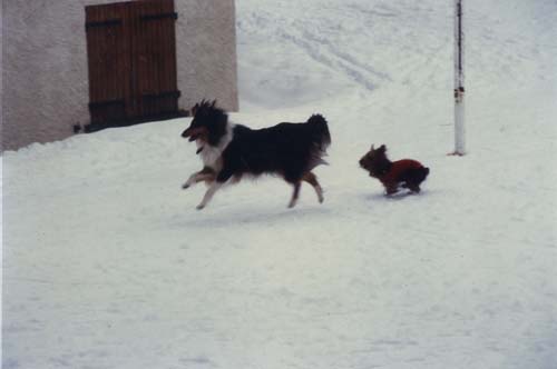 Deux chiens courant dans la neige.ᴬᴵ