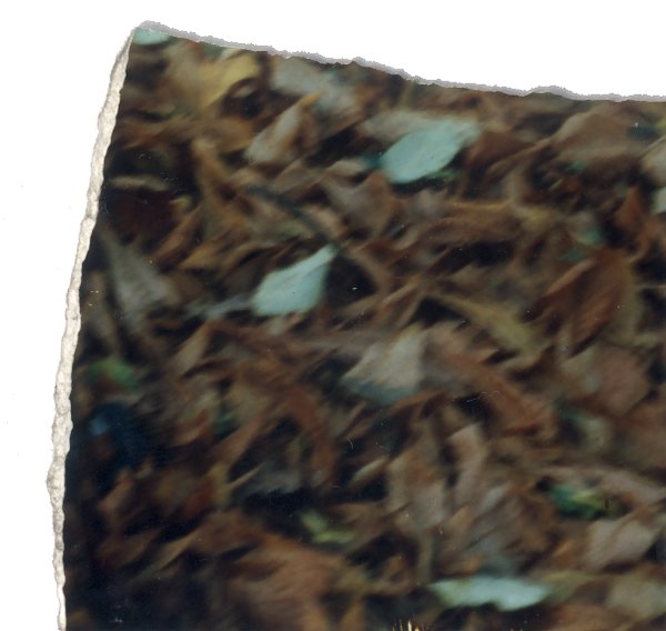 Végétations. Fragment.