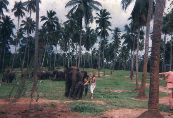 Femme blonde avec des éléphants sous les palmiers.