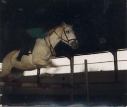Cheval blanc sautant un obstacle.