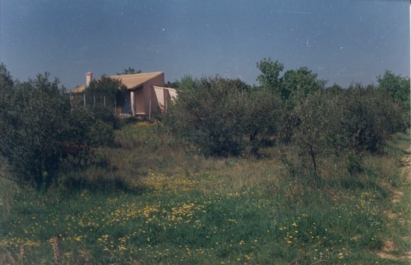 Jardin boisé et maison.