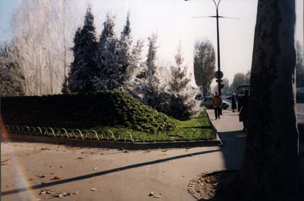 Terre-plein de ville avec gazon et sapins.