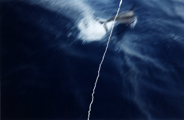 Dauphin et la mer. Image déchirée, reconstituée ;