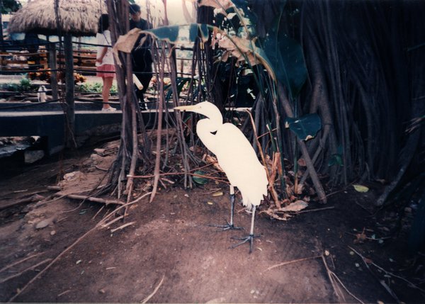 Cigogne et végétations.