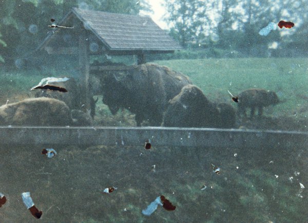 Bisons, buffles dans un zoo ?