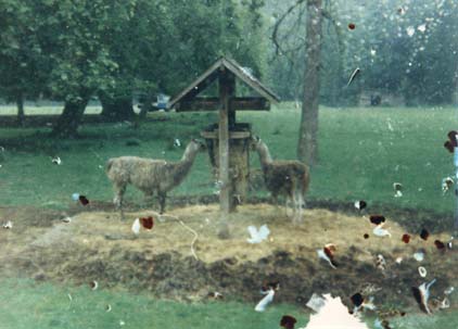 Deux lamas boivent à un abreuvoir.