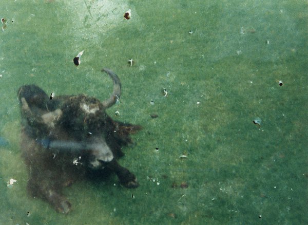 Jeune buffle ou bison. Image abîmée.