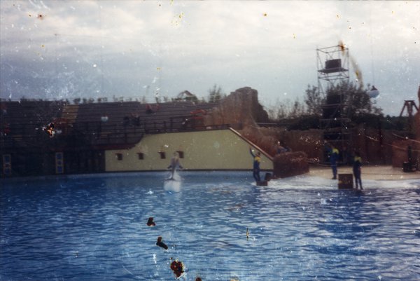 Bassin où un dauphin saute hors de l’eau.