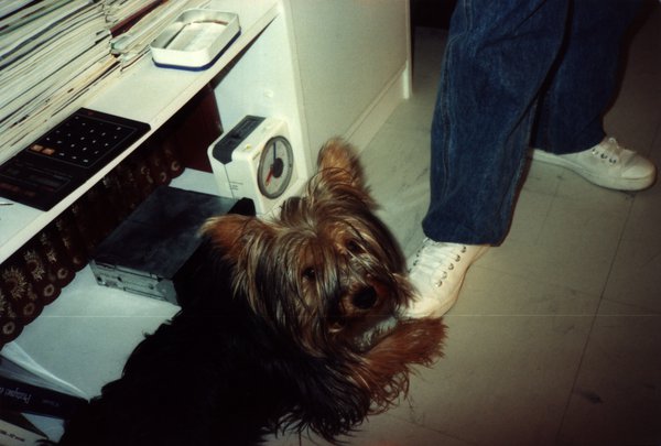 Petit chien au sol près d'une chaussure, bureau avec calculatrice en arrière-plan.ᴬᴵ