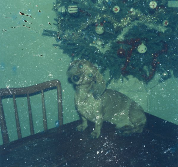 Petit chien brun debout sur une table, sapin de noël en arrière-plan.