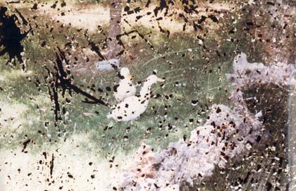 Jardin et oies. Images avec rayures.