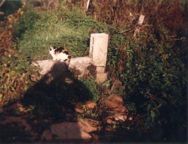 Chat à pelage écaille de tortue assis sur un muret en briques dans la campagne.